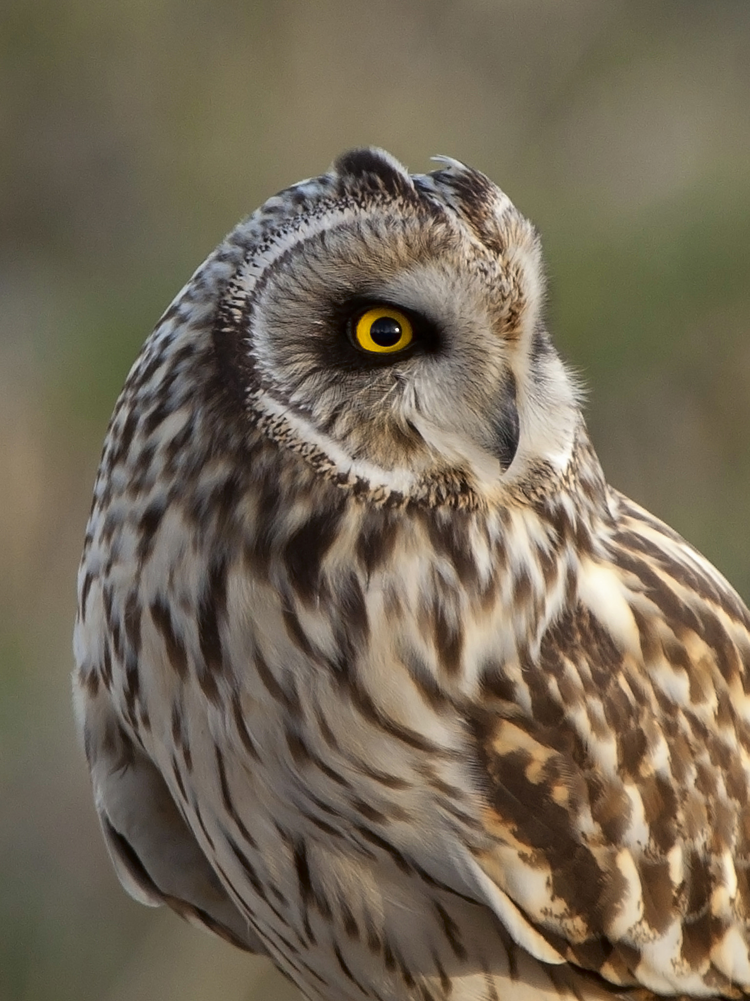 Canon EF 300mm F2.8L IS USM sample photo. Short-eared owl closeup photography