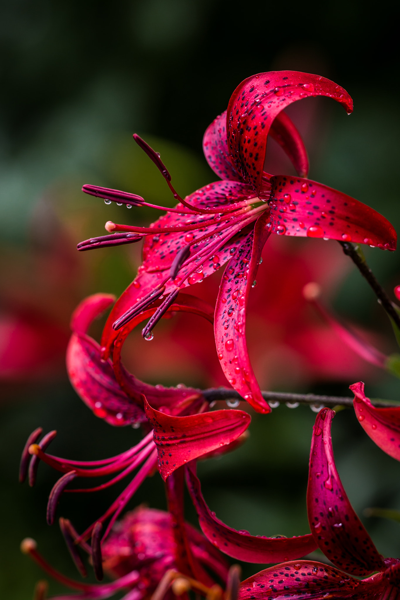 Sigma 150mm f/2.8 EX DG OS HSM APO Macro sample photo. Lilies photography