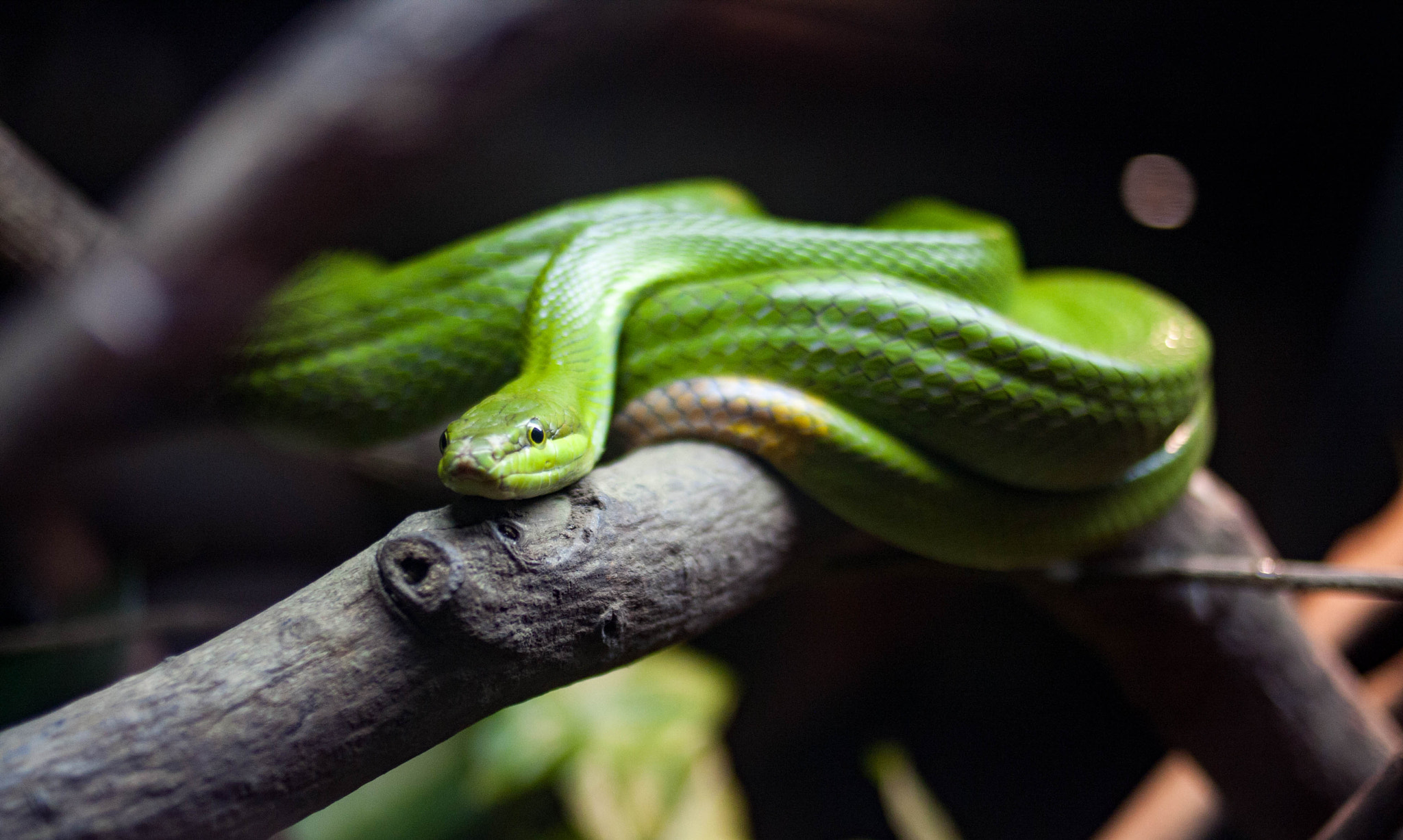 Canon EOS 40D + Canon EF 35mm F2 sample photo. Snake in singapore zoo photography