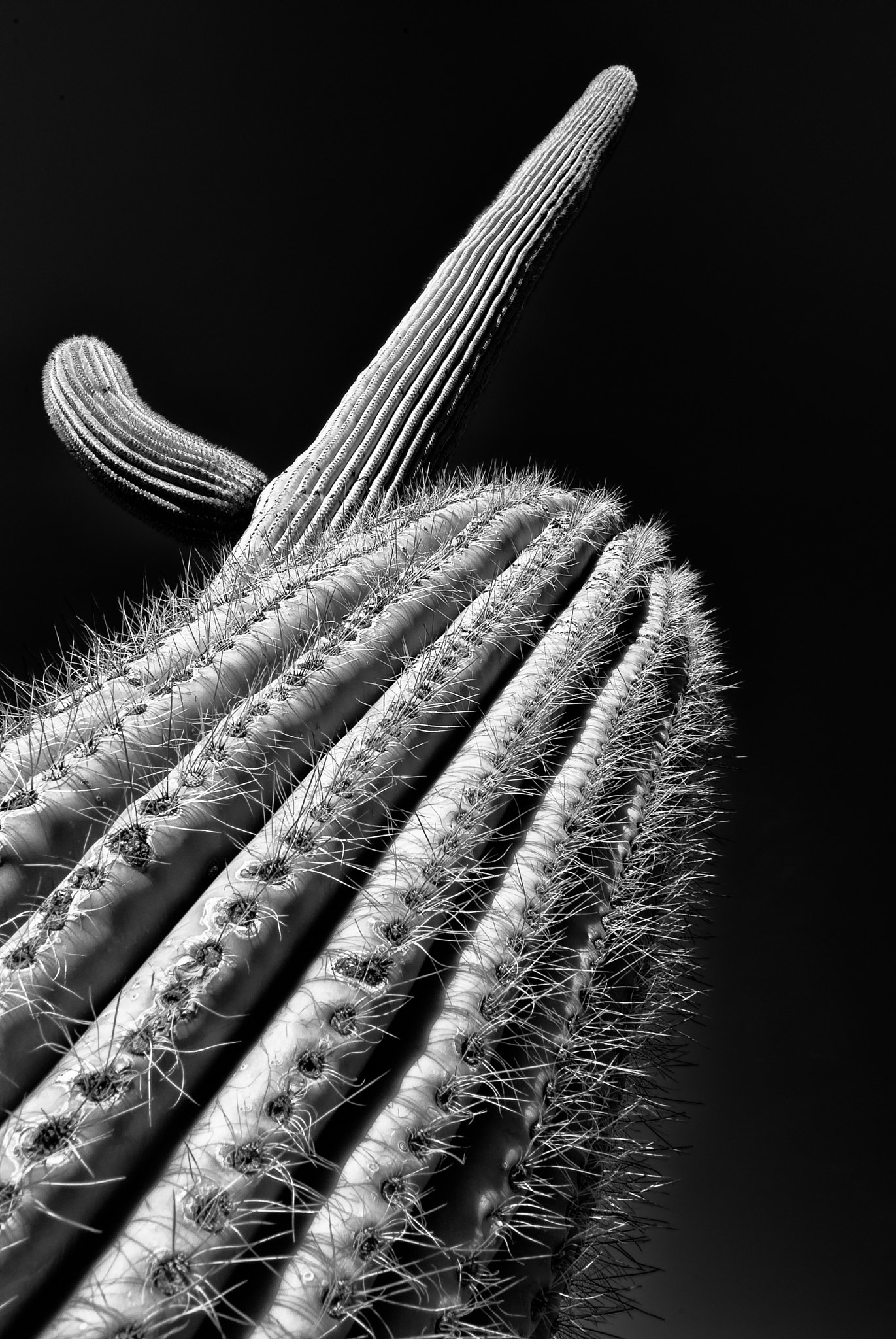 Pentax K10D sample photo. Tilted saguaro in b&w photography