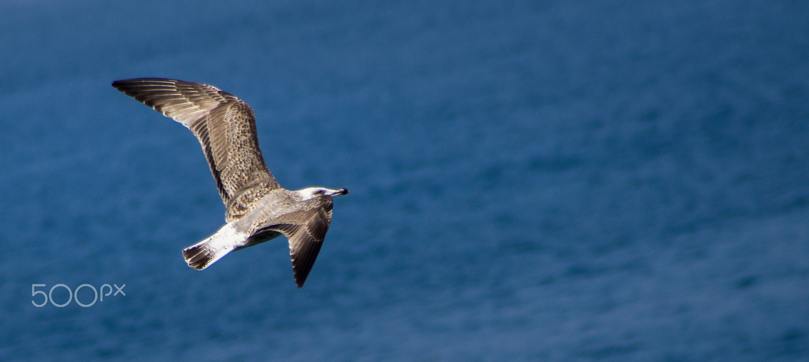 Canon EF 70-210mm f/3.5-4.5 USM sample photo. Speed photography