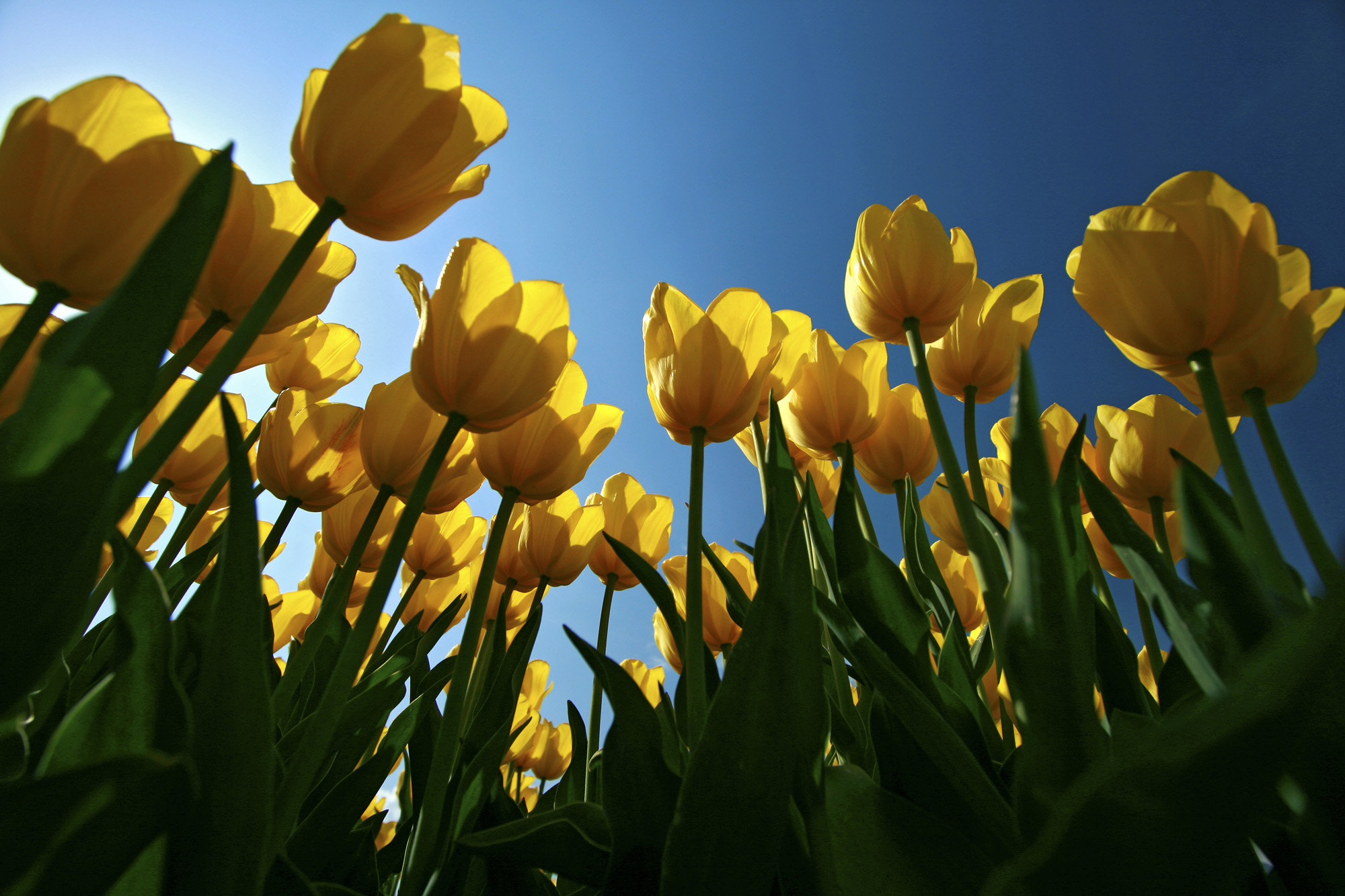 Canon EOS 400D (EOS Digital Rebel XTi / EOS Kiss Digital X) sample photo. Mellow yellow......in the sun.. photography