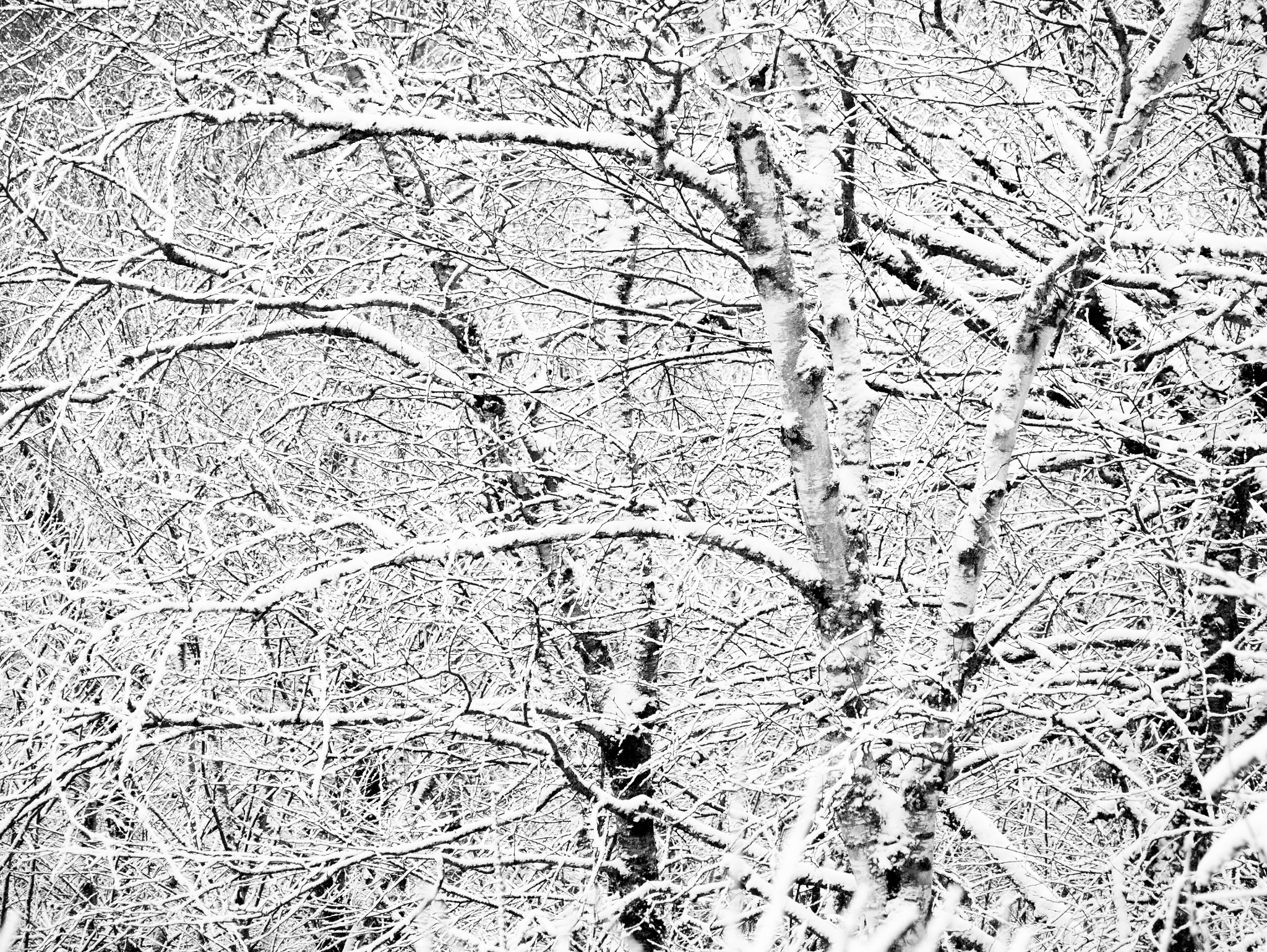 Panasonic Lumix DMC-GM1 sample photo. White birch photography