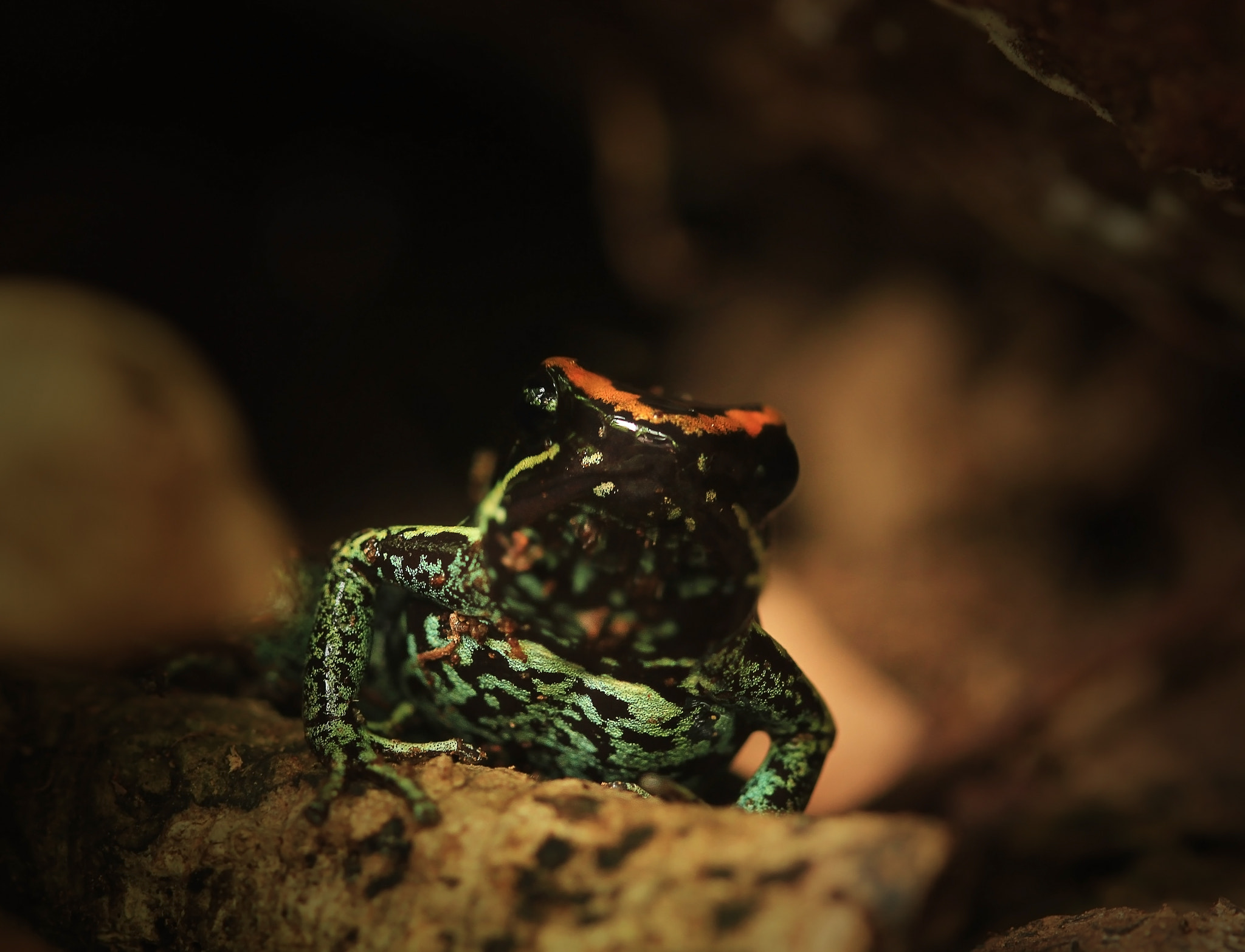 Canon EOS 7D + Canon EF 100mm F2.8 Macro USM sample photo. Golfo dulce poison dart frog photography