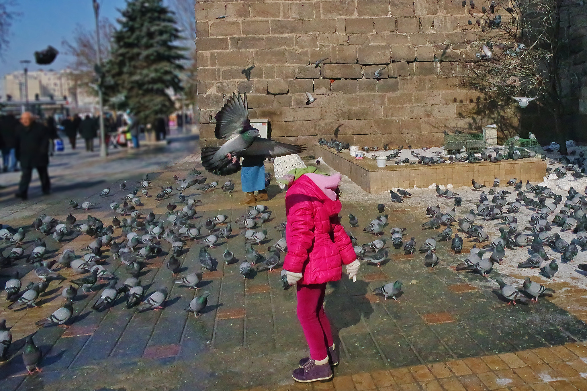 NX-M 9mm F3.5 sample photo. Pigeon photography
