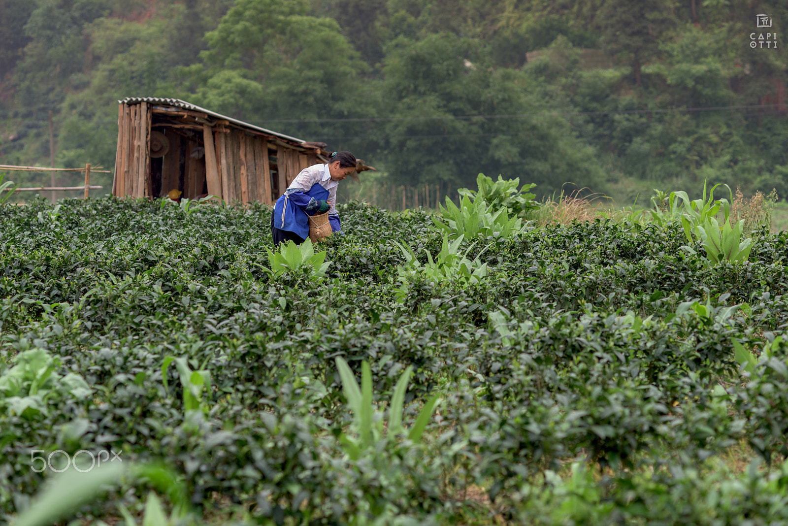 Nikon D810 + Nikon AF Nikkor 105mm F2D DC sample photo. Tea plantation photography