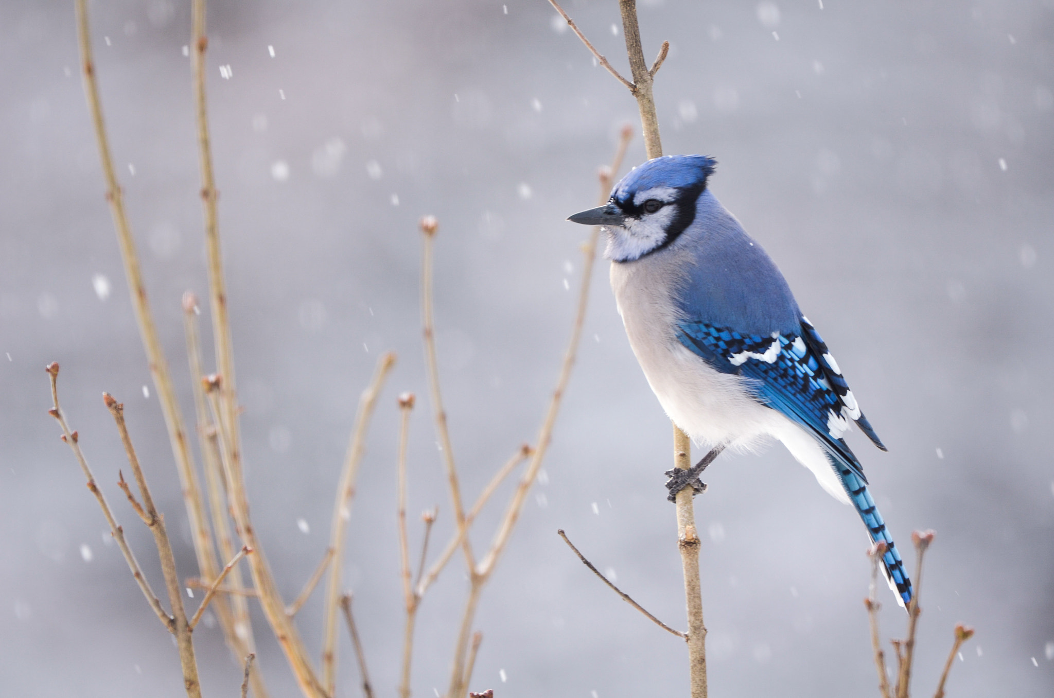Nikon AF-S Nikkor 200-500mm F5.6E ED VR sample photo. Blue jay photography
