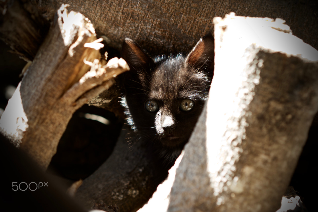 Canon EOS 7D + Canon EF 100mm F2.8 Macro USM sample photo. Hide and seek photography