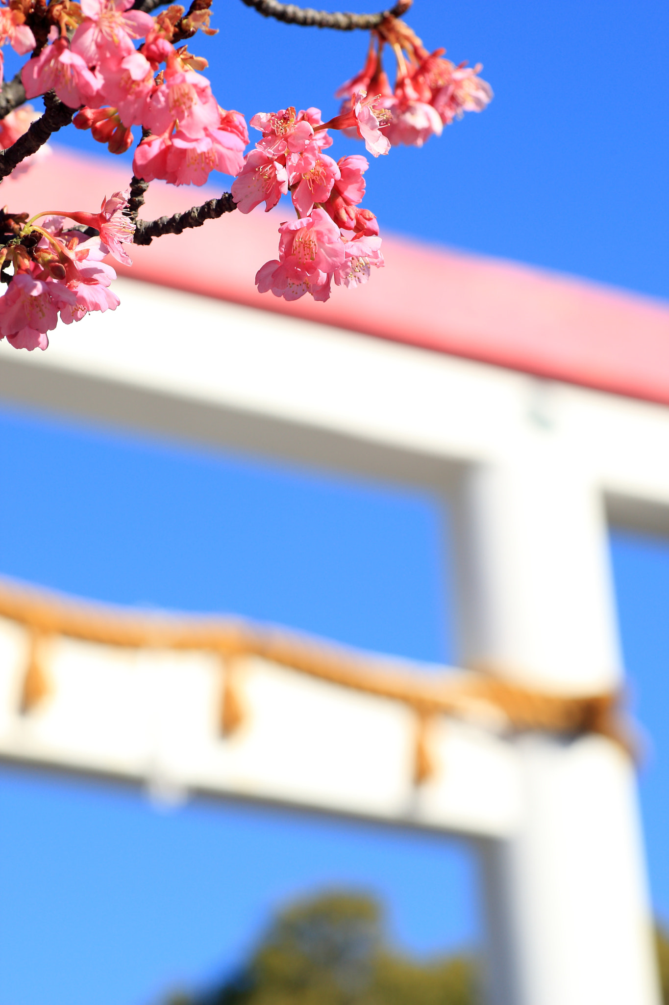 Tamron SP AF 90mm F2.8 Di Macro sample photo. Torii photography
