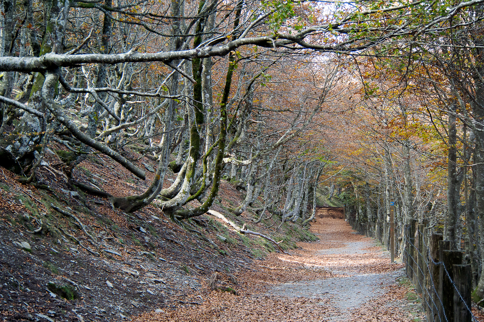 1 NIKKOR VR 10-100mm f/4-5.6 sample photo. Camino photography