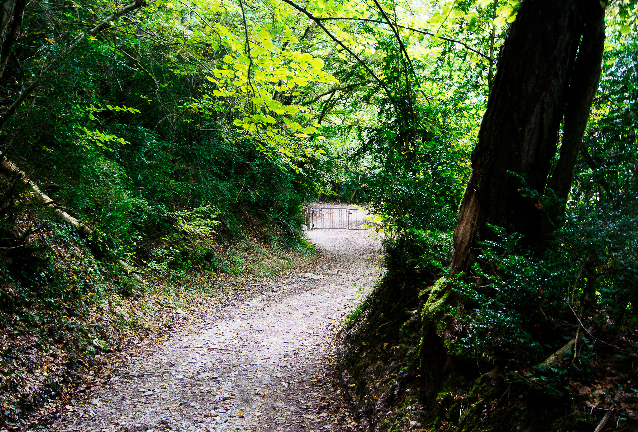 1 NIKKOR VR 10-100mm f/4-5.6 sample photo. Camino photography