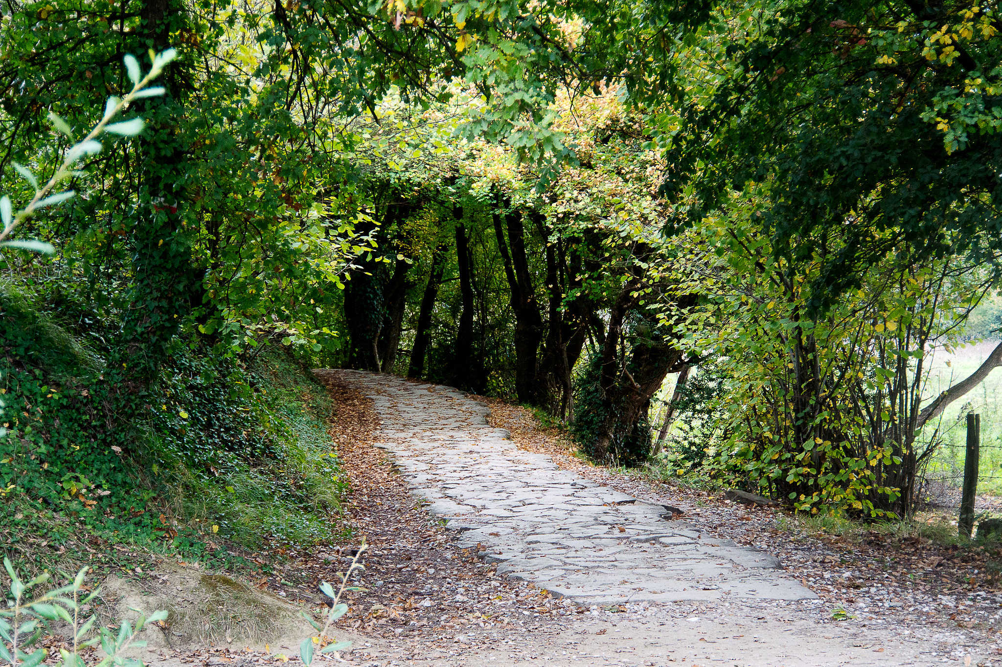 1 NIKKOR VR 10-100mm f/4-5.6 sample photo. Camino photography