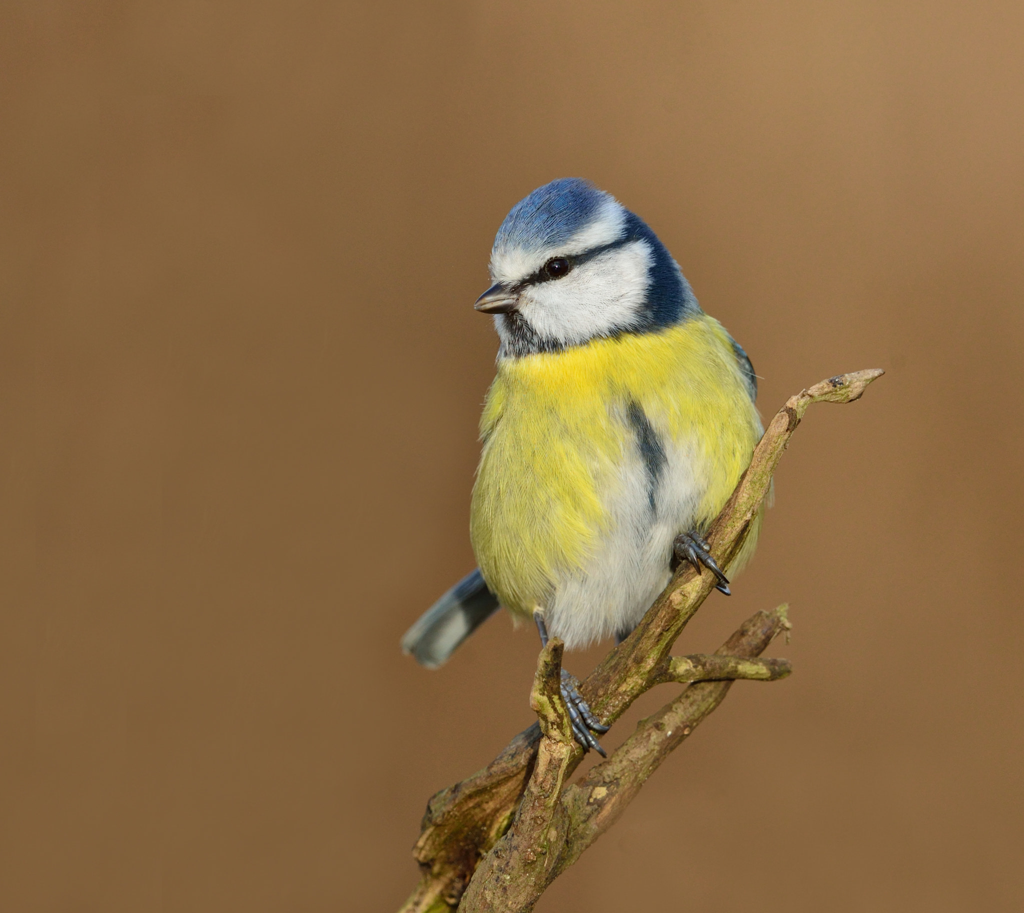 Nikon AF-S Nikkor 400mm F2.8D ED-IF II sample photo. Pimpelmees photography
