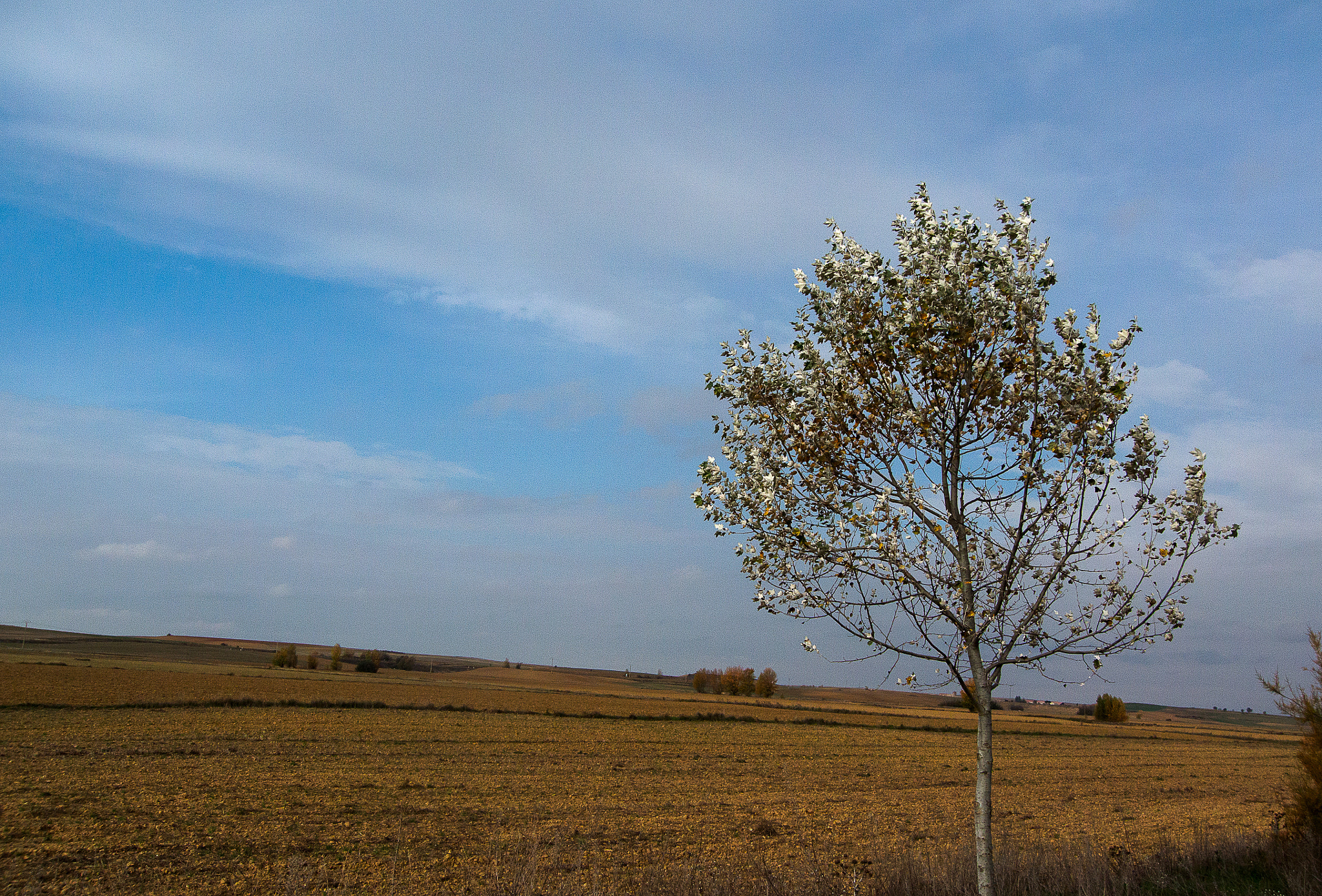 Nikon 1 V2 + 1 NIKKOR VR 10-100mm f/4-5.6 sample photo. Camino photography