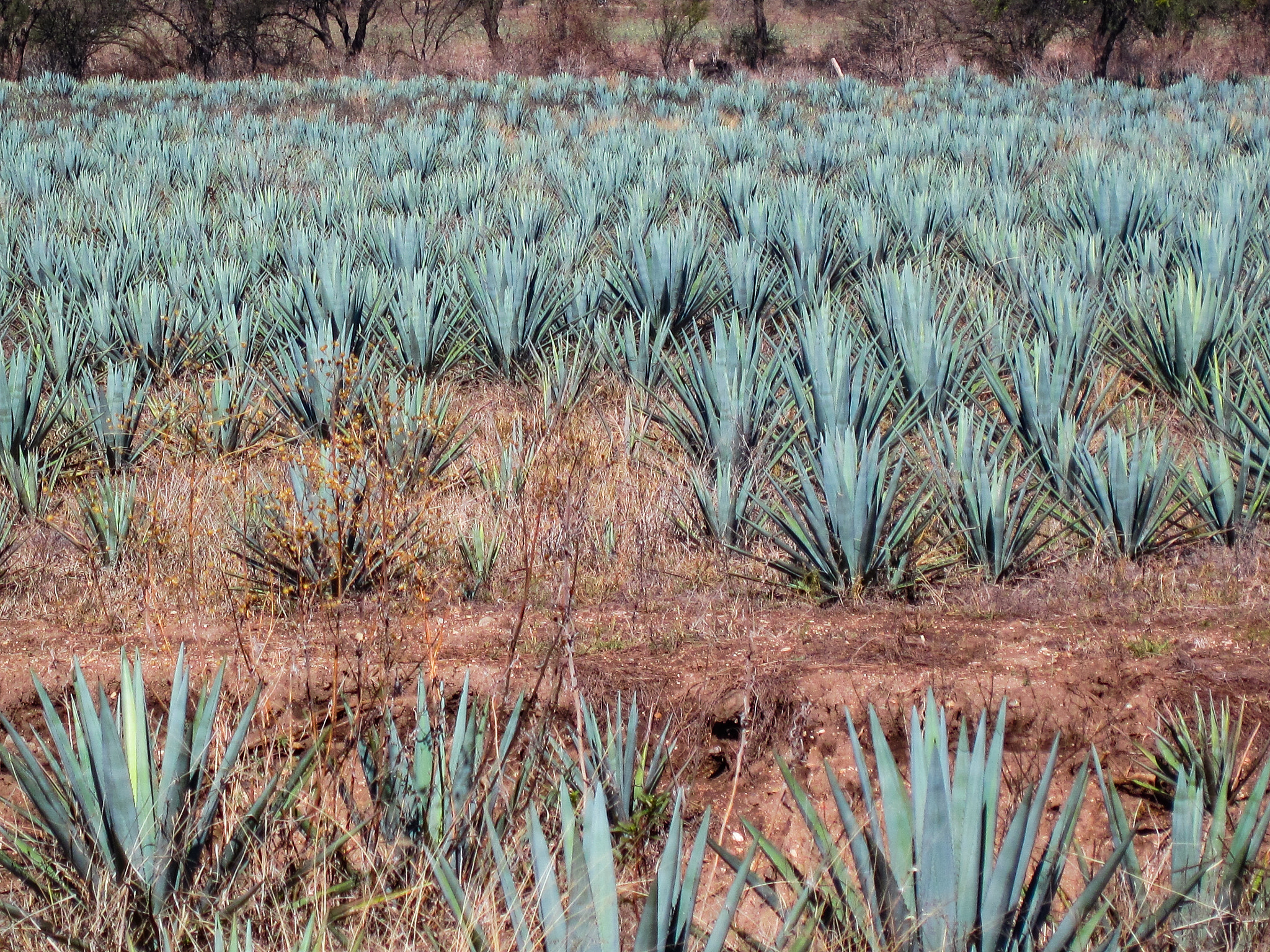 Canon PowerShot SD990 IS (Digital IXUS 980 IS / IXY Digital 3000 IS) sample photo. Tequila fields for tequila photography