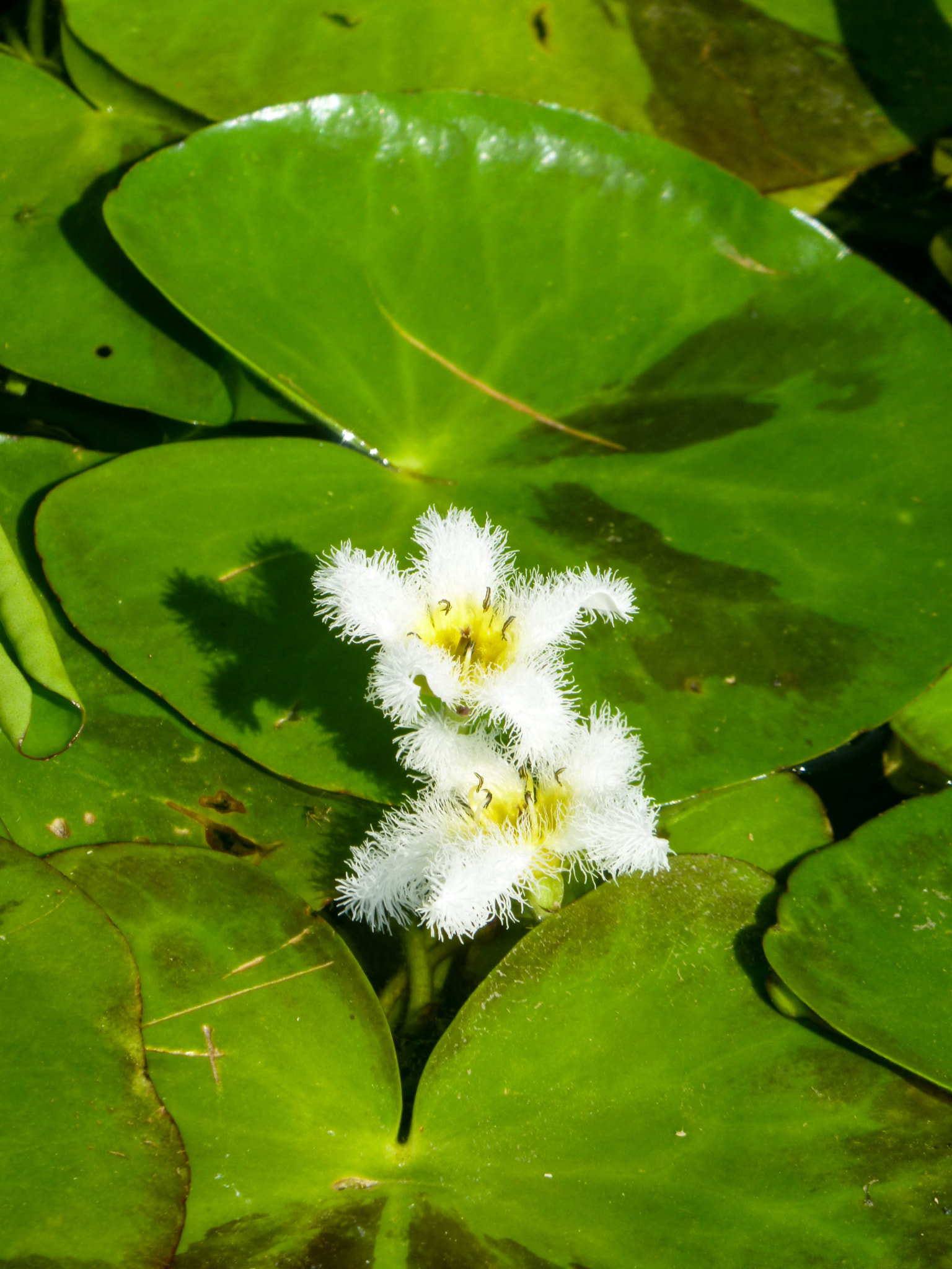 Panasonic DMC-FP1 sample photo. Flower photography