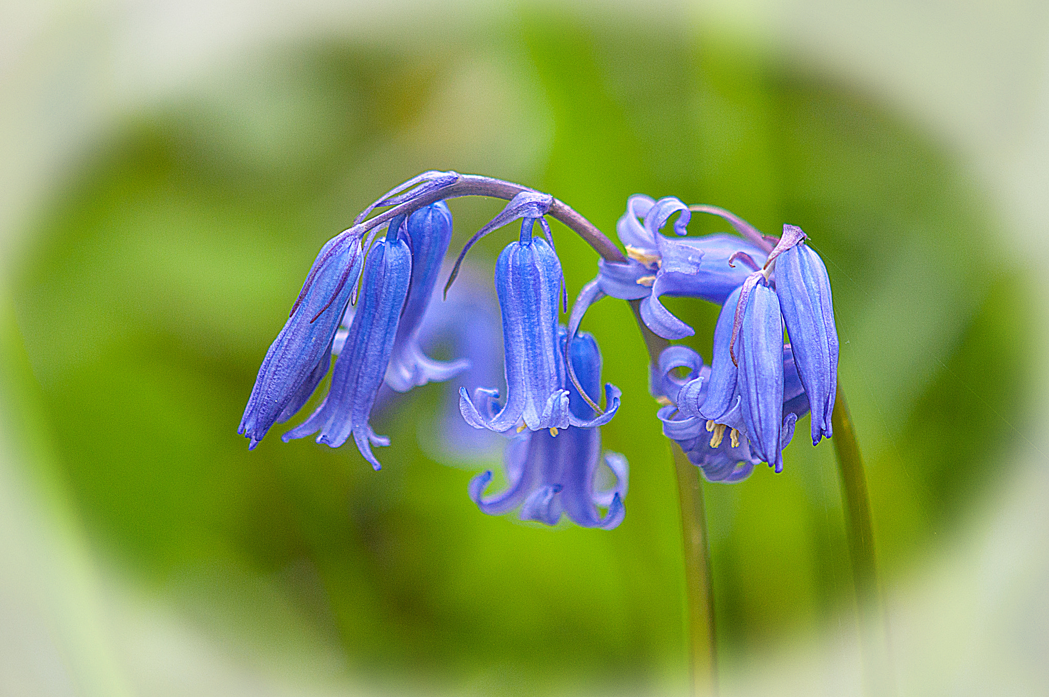 Nikon AF-S DX Micro-Nikkor 85mm F3.5G ED VR sample photo. 'blue bells' photography