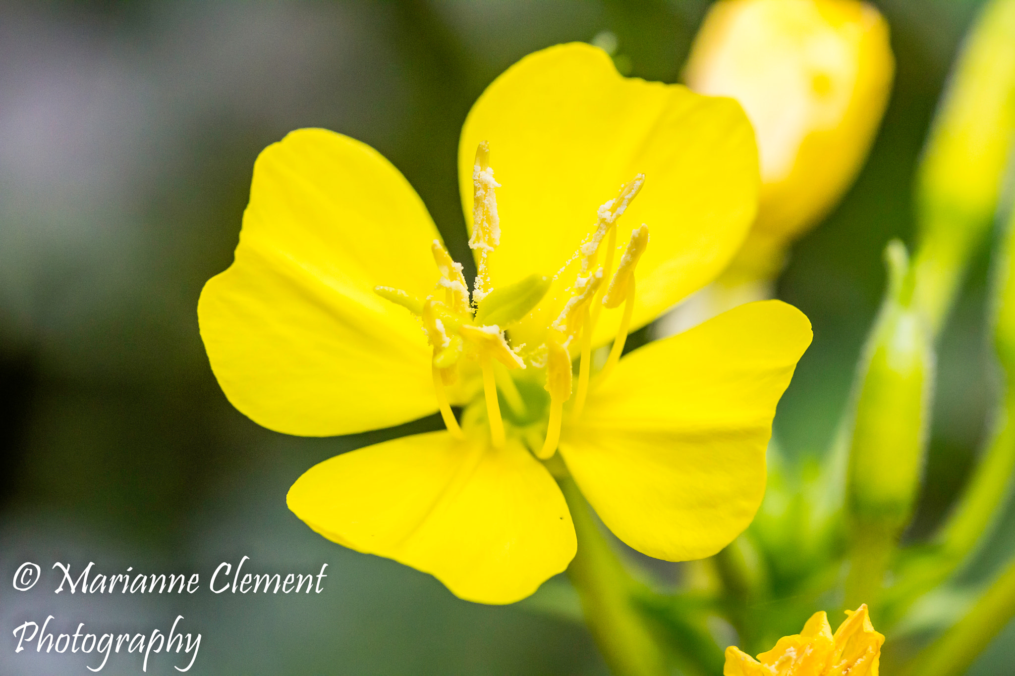Canon EF-S 60mm F2.8 Macro USM sample photo. Yellow glow photography