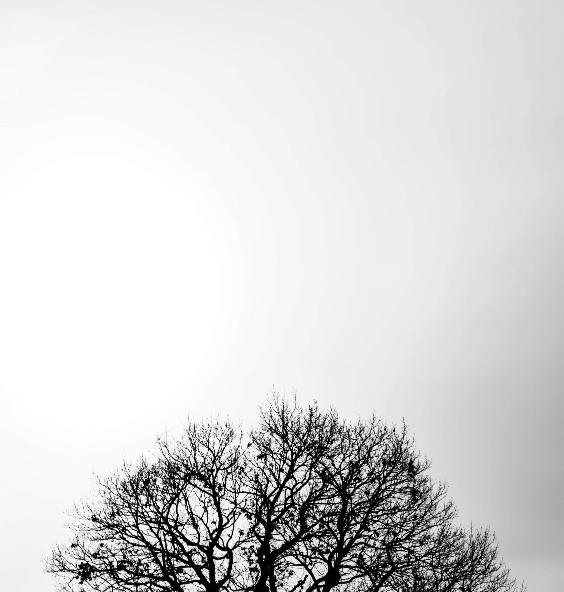 Sigma 17-70mm F2.8-4 DC Macro OS HSM | C sample photo. Tree photography