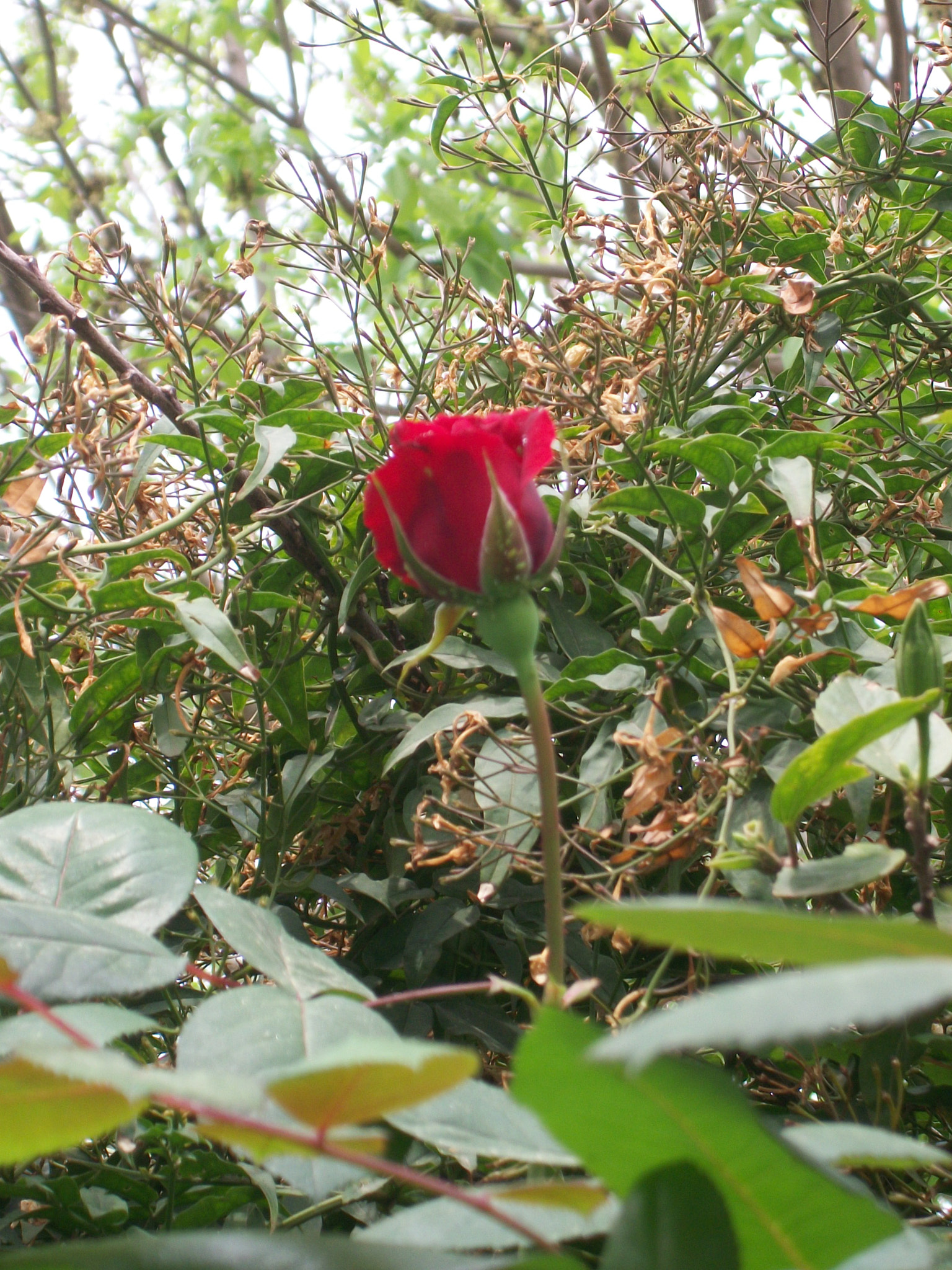 Kodak EASYSHARE M340 DIGITAL CAMERA sample photo