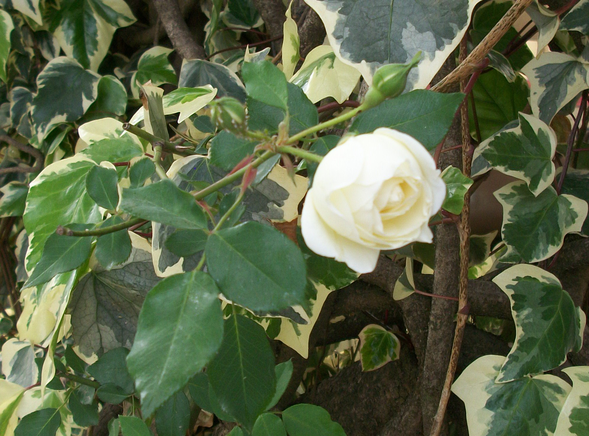 Kodak EASYSHARE M340 DIGITAL CAMERA sample photo