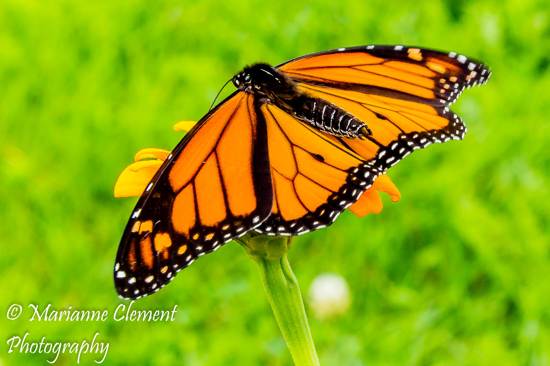 Canon EF-S 60mm F2.8 Macro USM sample photo. Monarch at rest photography