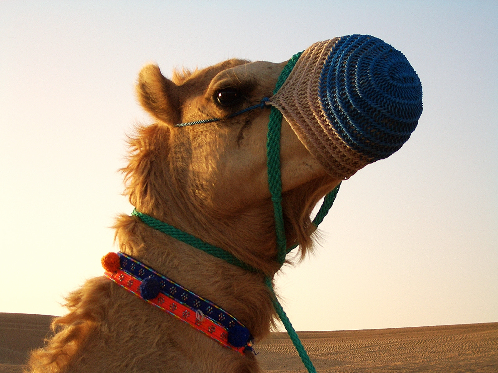 CASIO EX-Z50 sample photo. Desert camel, dubai photography