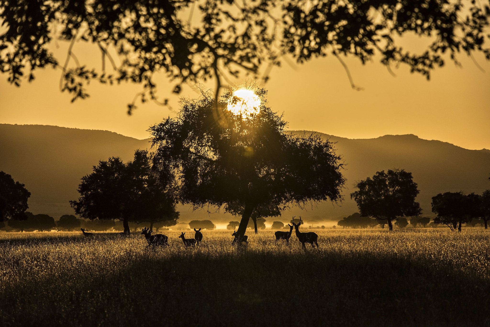 Sigma 150-500mm F5-6.3 DG OS HSM sample photo. Amanece en cabañeros photography