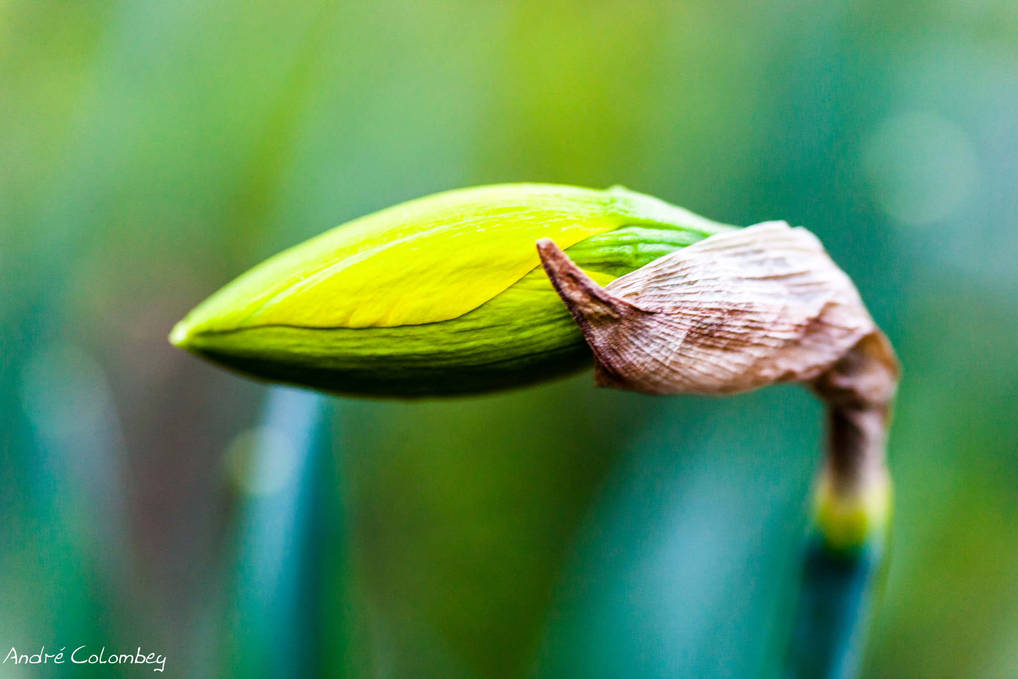Sigma 50mm f/2.8 EX sample photo. Heavy head photography