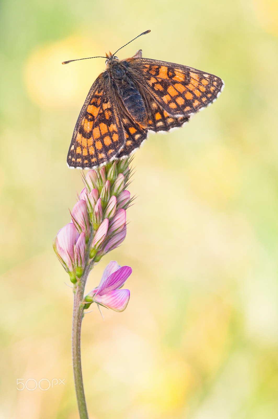 Sigma 150mm F2.8 EX DG Macro HSM sample photo. Sunbathing ii photography