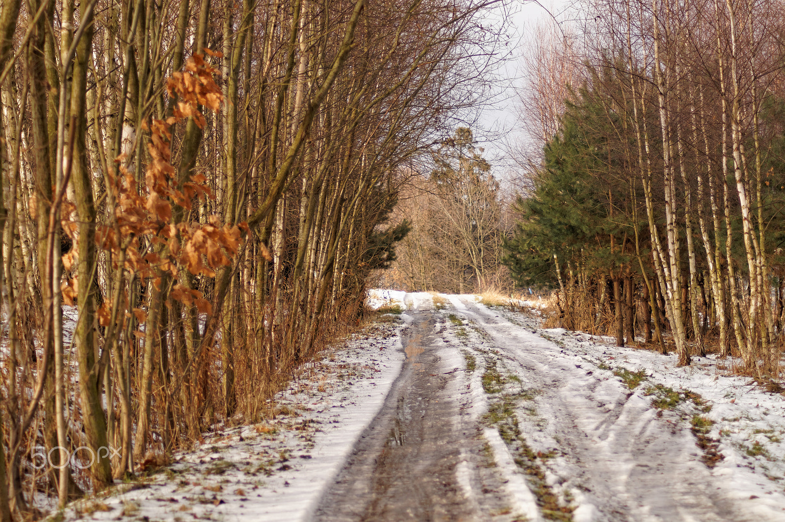 Tamron AF 70-300mm F4-5.6 Di LD Macro sample photo. Winter way photography