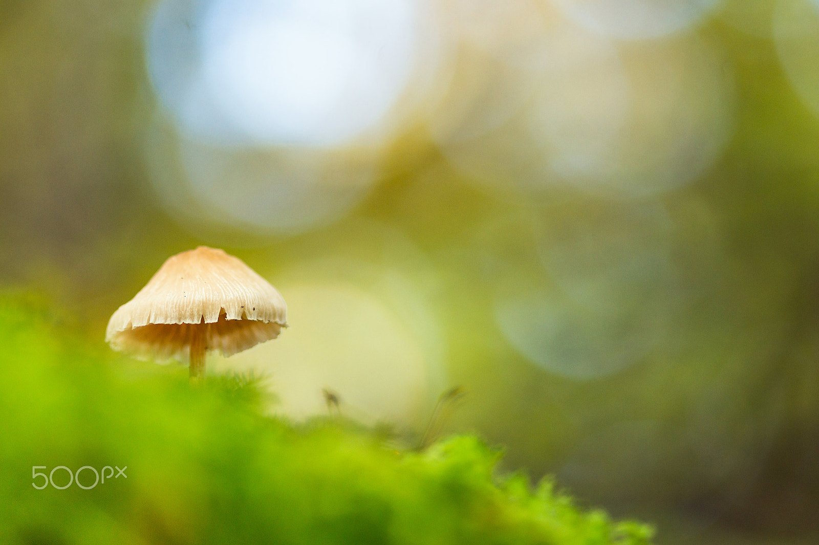 Sony Alpha DSLR-A550 + Sigma 30mm F1.4 EX DC HSM sample photo. Mite photography