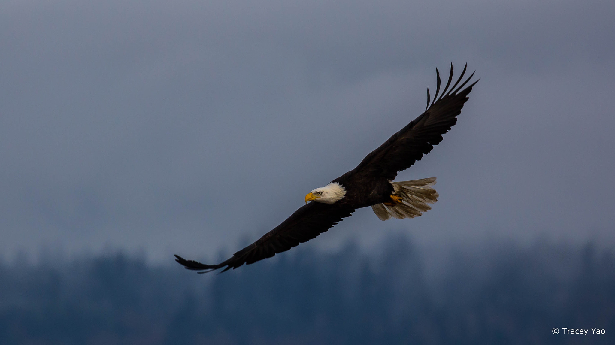 Canon EOS 60D + Canon EF 100-400mm F4.5-5.6L IS II USM sample photo. Bald eagle photography