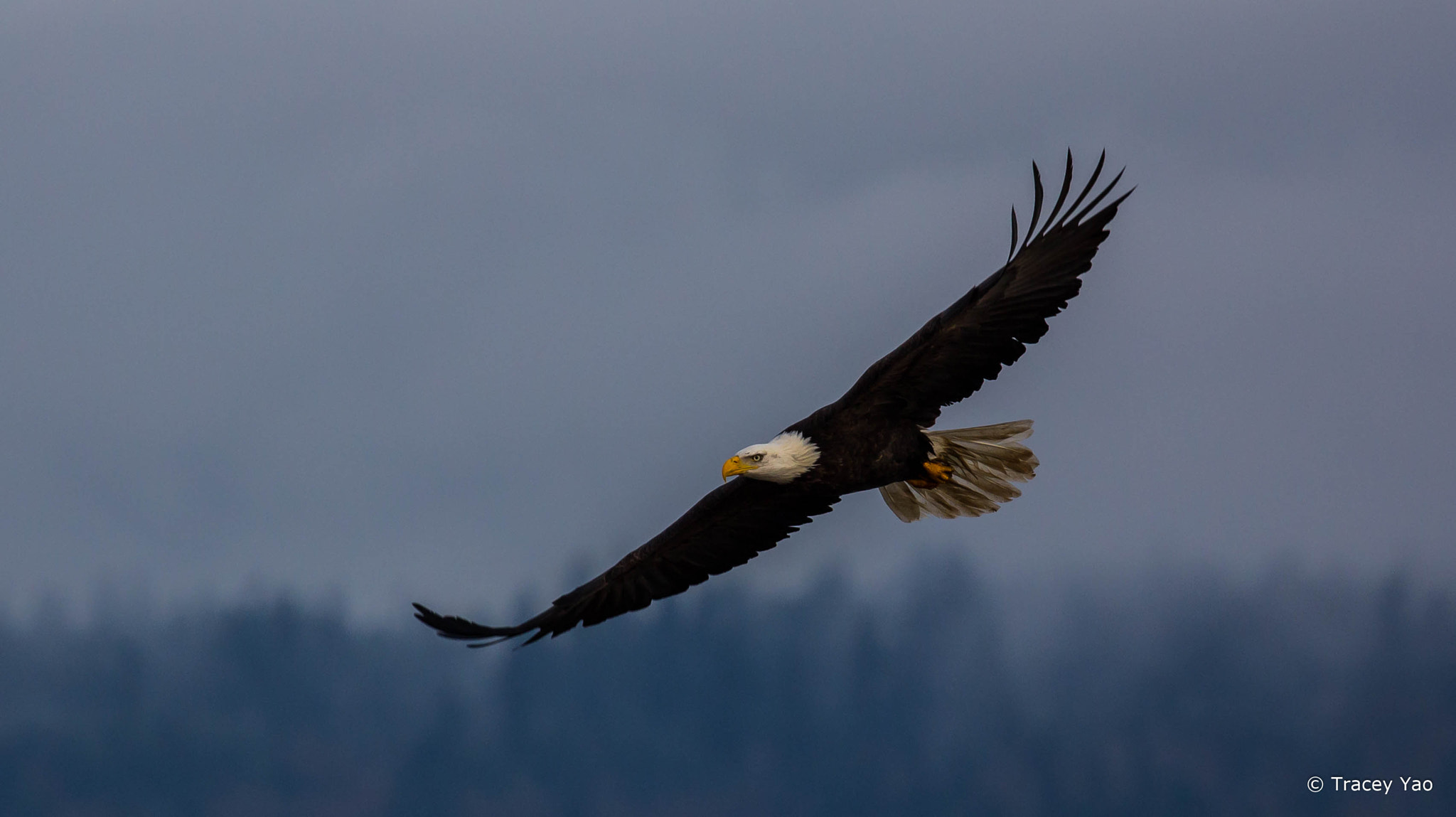 Canon EF 100-400mm F4.5-5.6L IS II USM sample photo. Bald eagle photography
