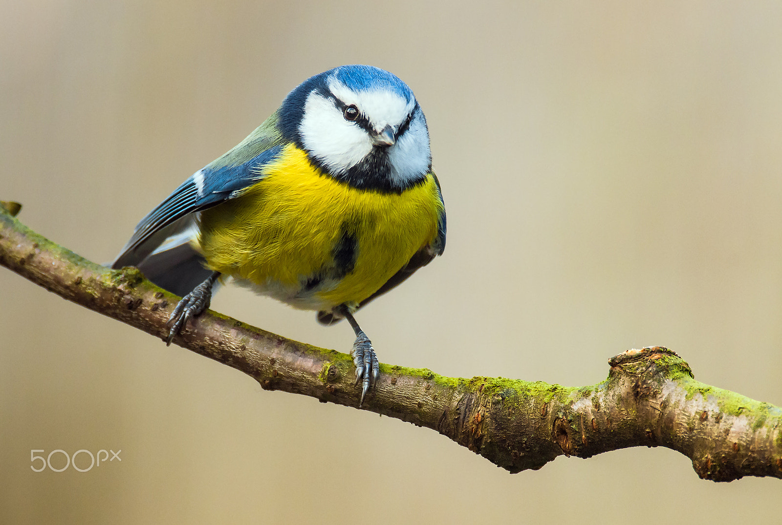 Sigma 120-300mm F2.8 EX DG HSM sample photo. Blue tit photography