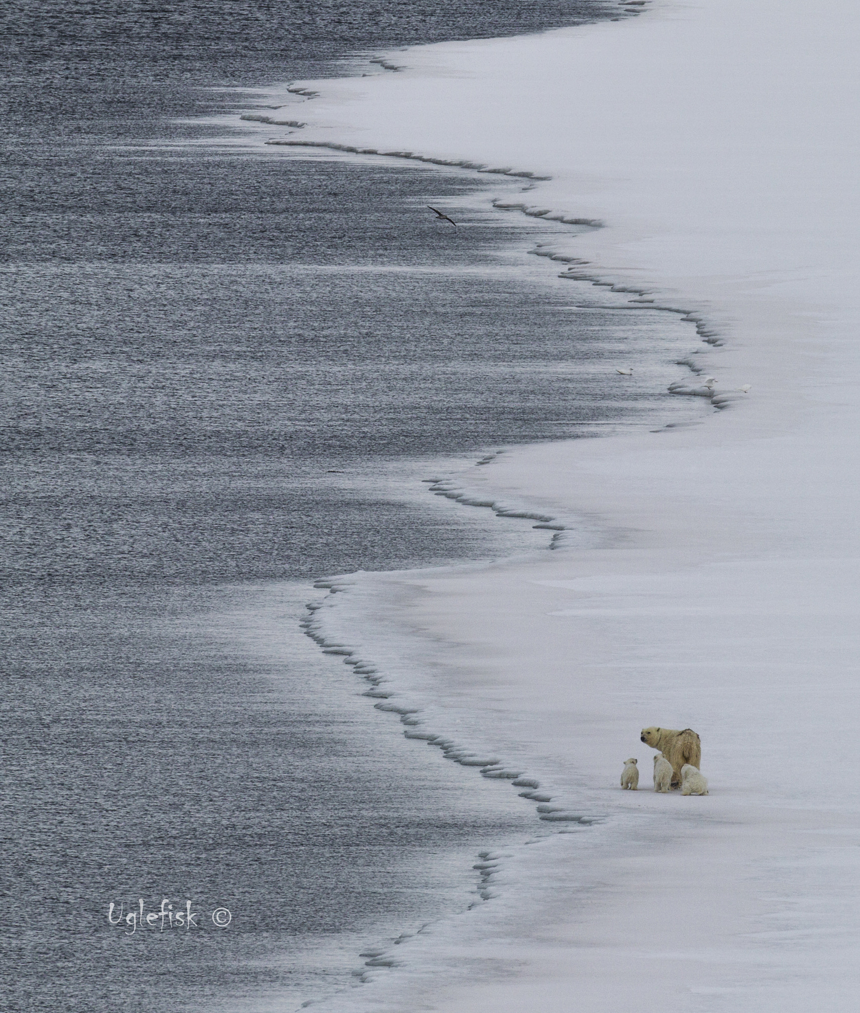 Canon EF 800mm F5.6L IS USM sample photo. Polarbear family photography