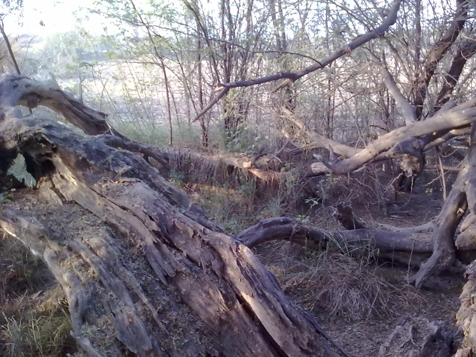 Nokia 5233 sample photo. 11012011103.jpg photography