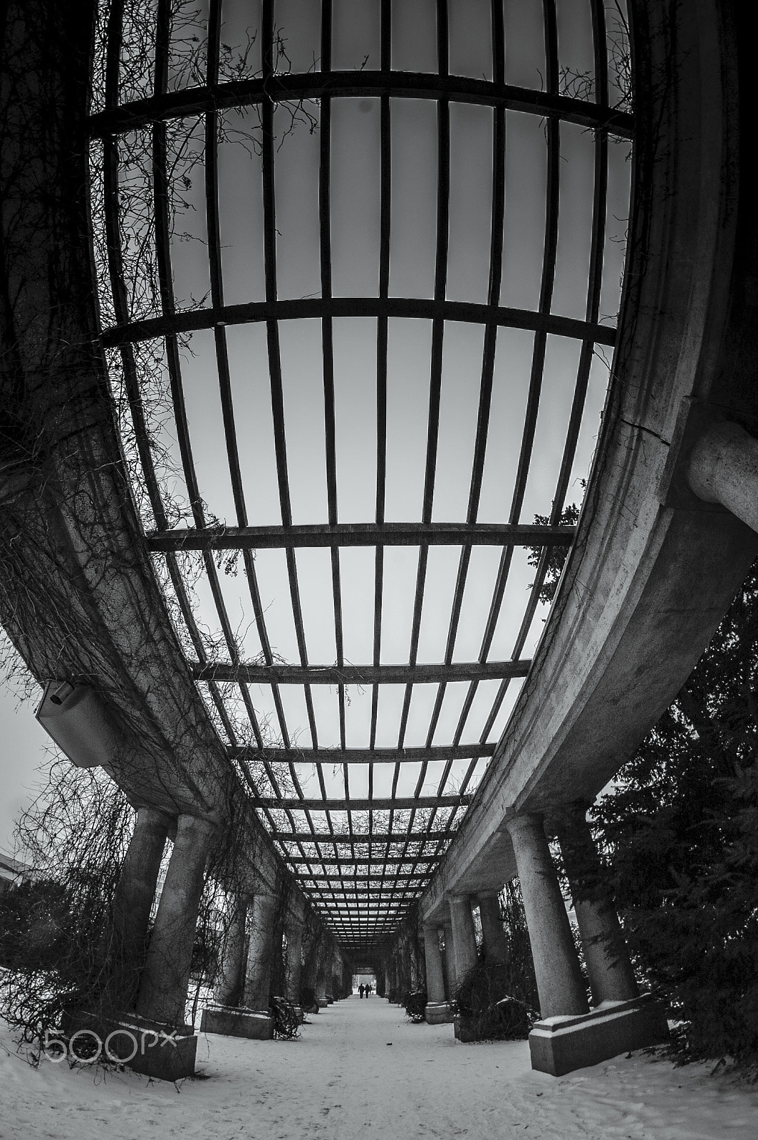 Nikon D70s + Samyang 8mm F3.5 Aspherical IF MC Fisheye sample photo. Pergola photography