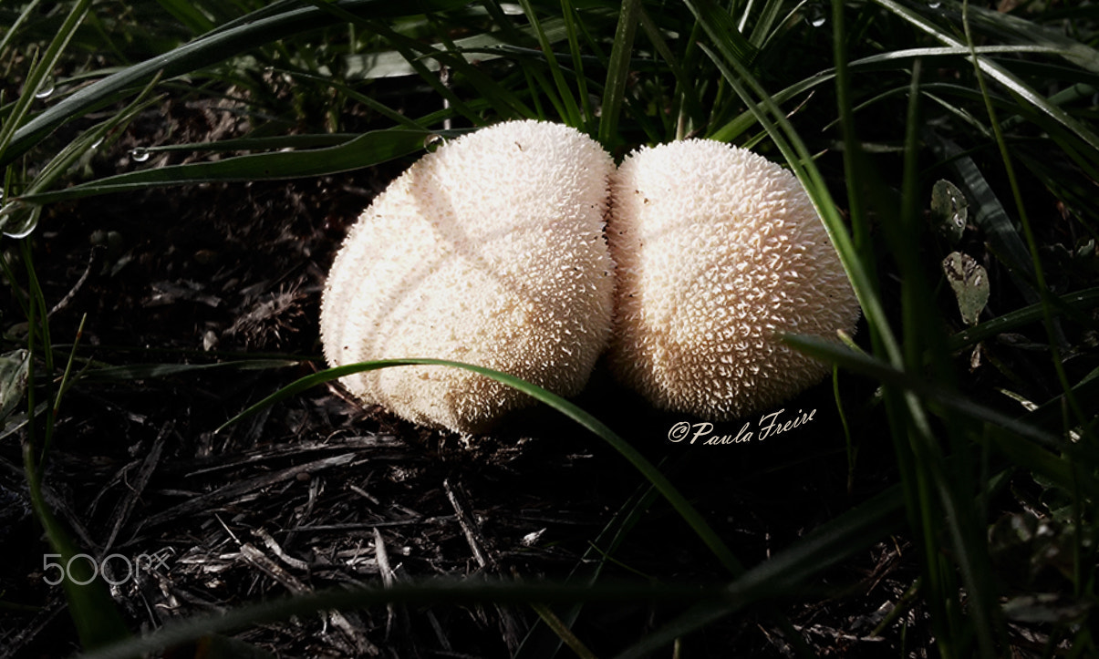 LG L Fino sample photo. Fungii photography