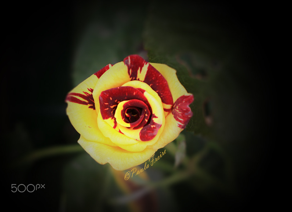 Canon EOS 50D + Canon EF 28-105mm f/3.5-4.5 USM sample photo. Yellow rose photography