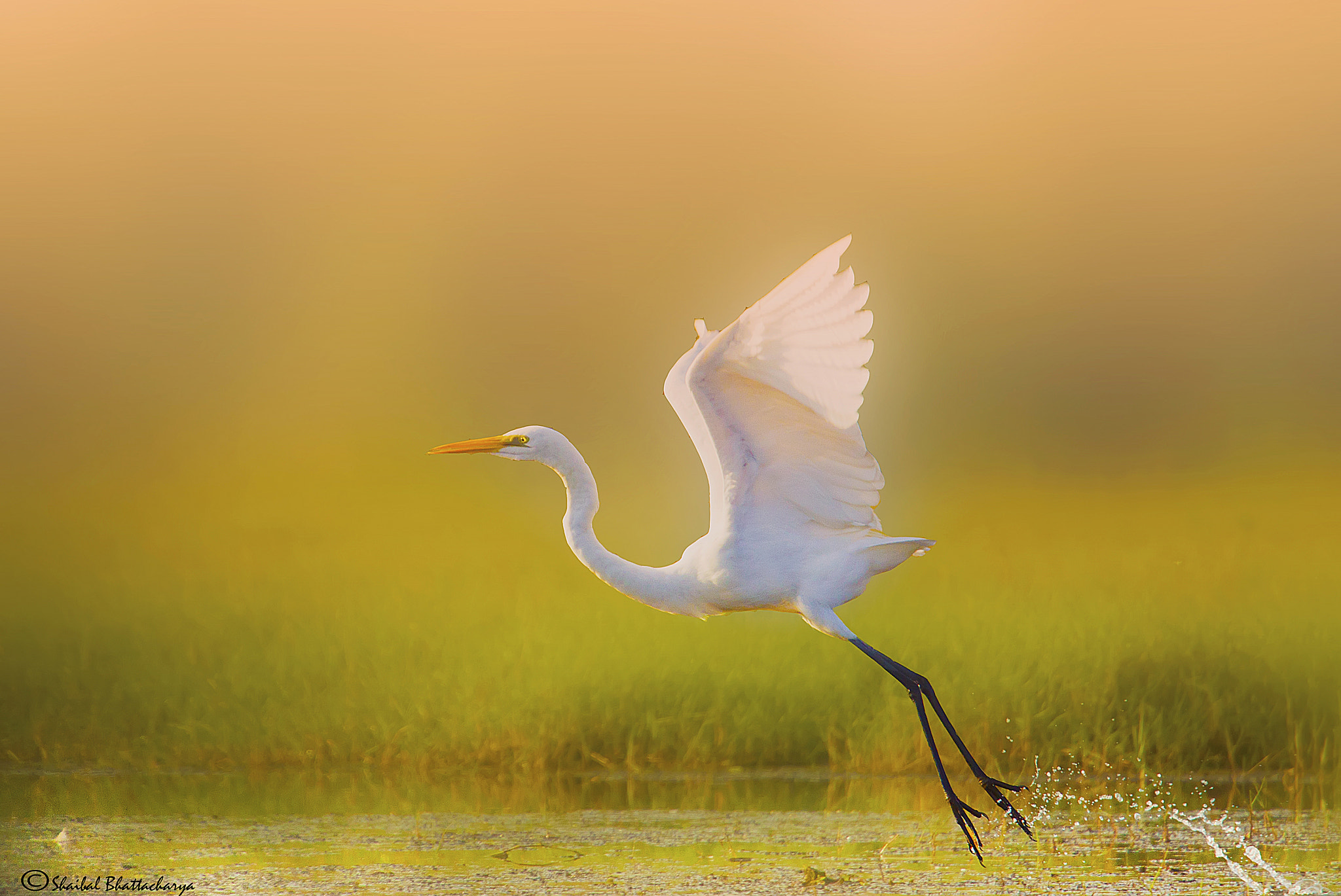 Canon EOS 50D + Canon EF 70-200mm F4L USM sample photo. Egret takes off. mangalajodi, orissa photography