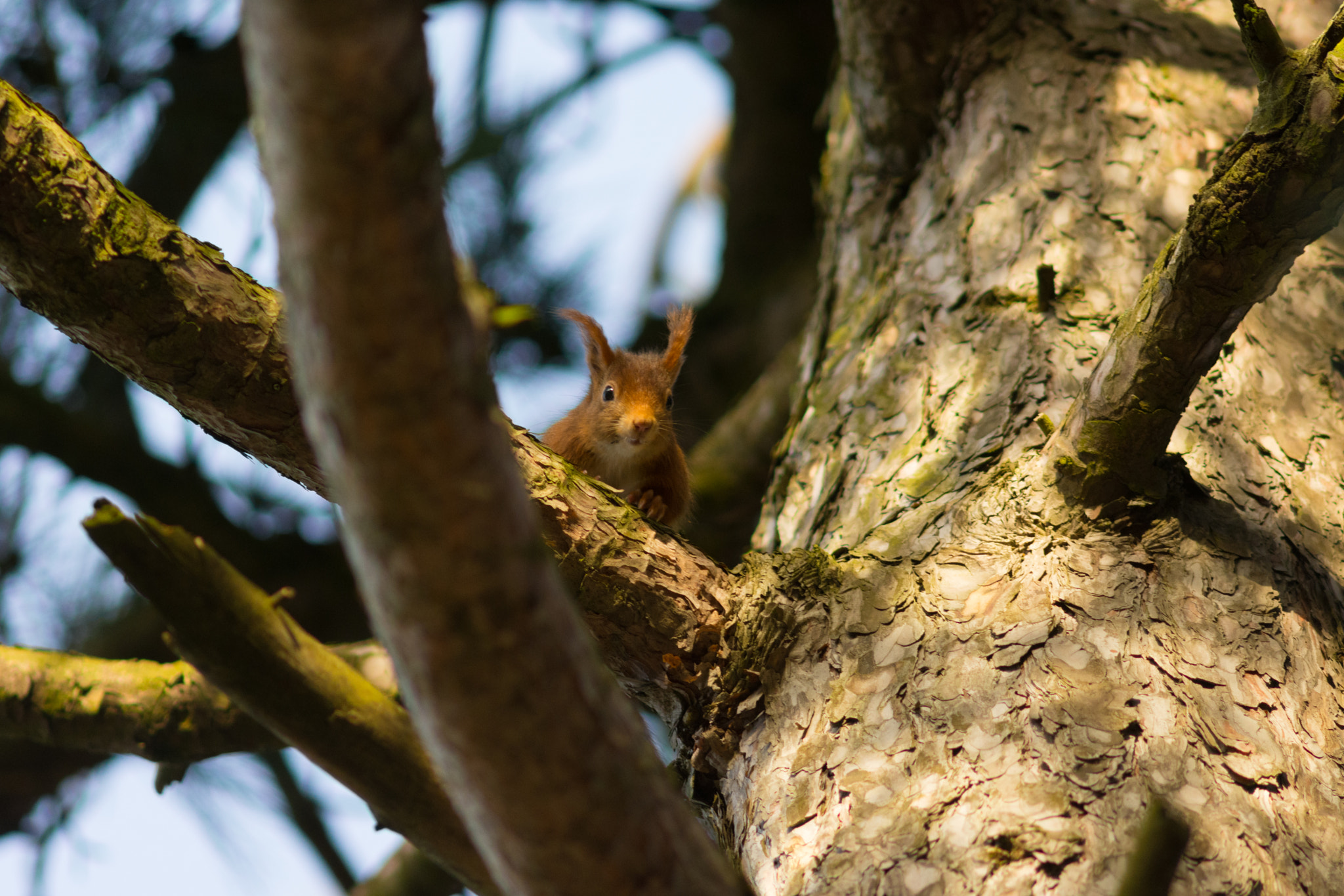 Nikon D7200 + AF Nikkor 300mm f/4 IF-ED sample photo. Formby red squirrels photography