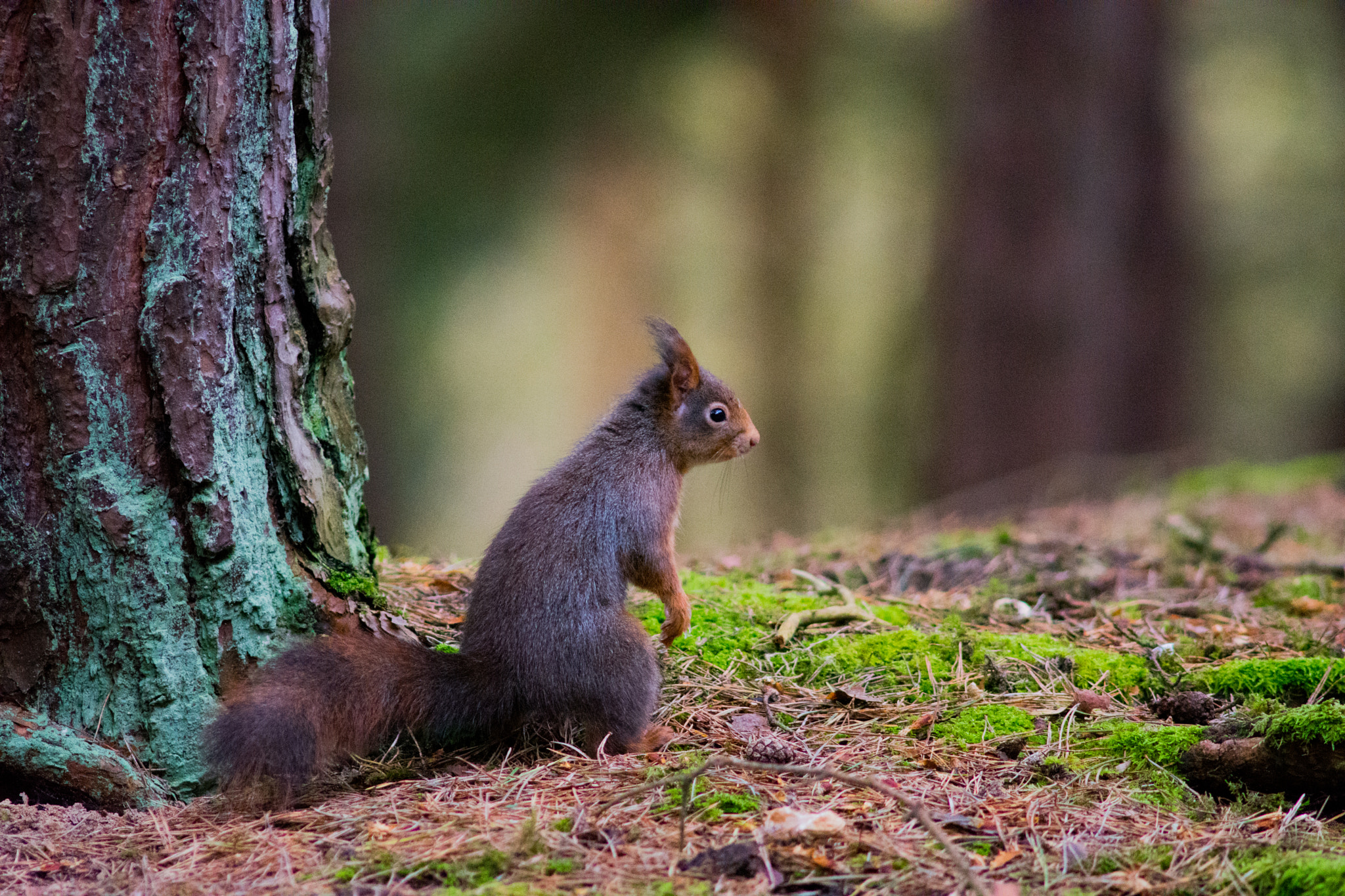 Nikon D7200 + AF Nikkor 300mm f/4 IF-ED sample photo. Formby red squirrels photography