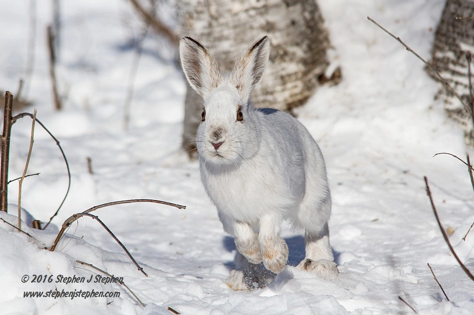 Canon EF 70-200mm F2.8L USM sample photo. "hare on the run" photography