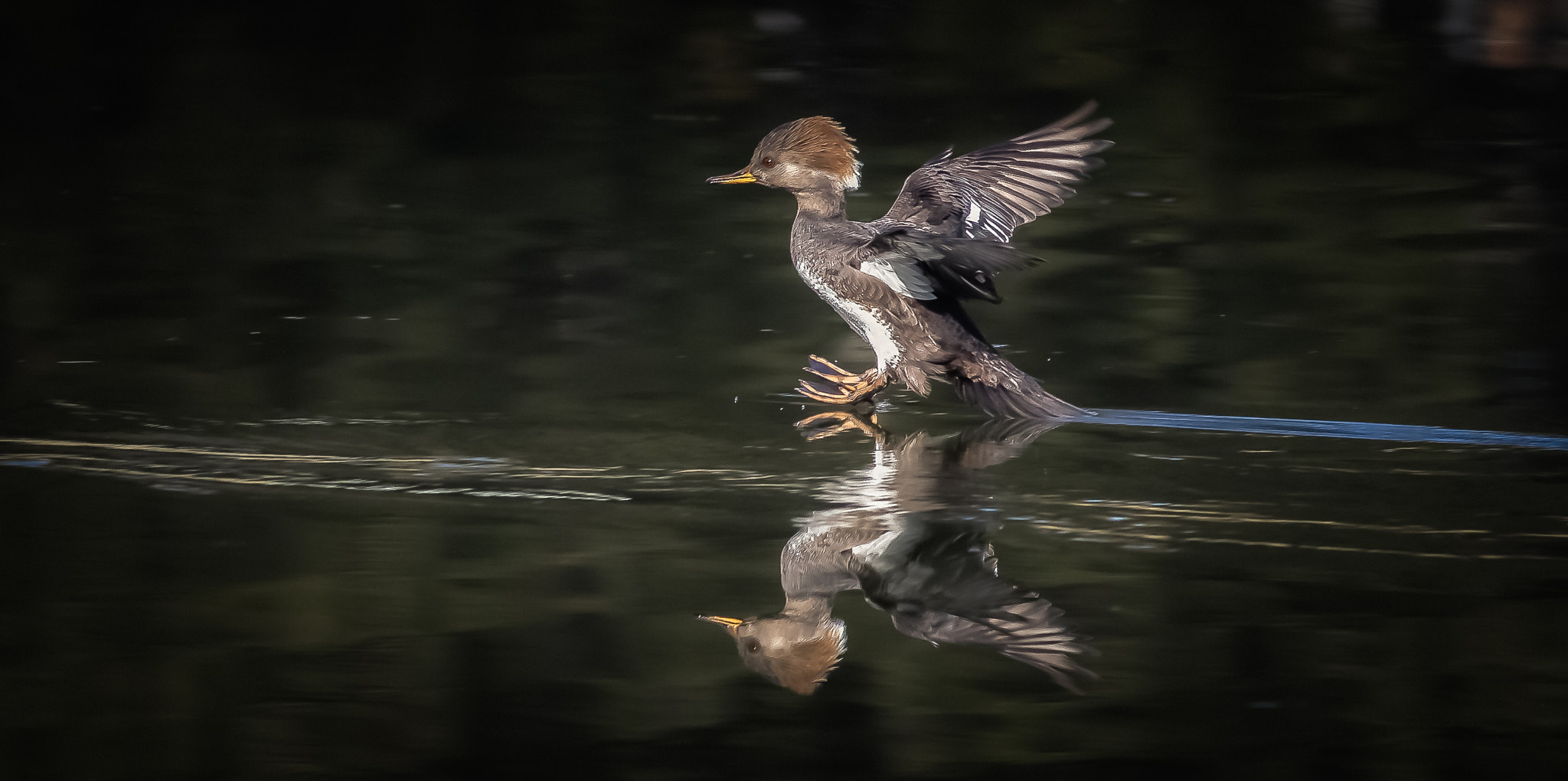 Canon EOS-1D Mark IV + Canon EF 400mm F5.6L USM sample photo. Merganser new edit photography