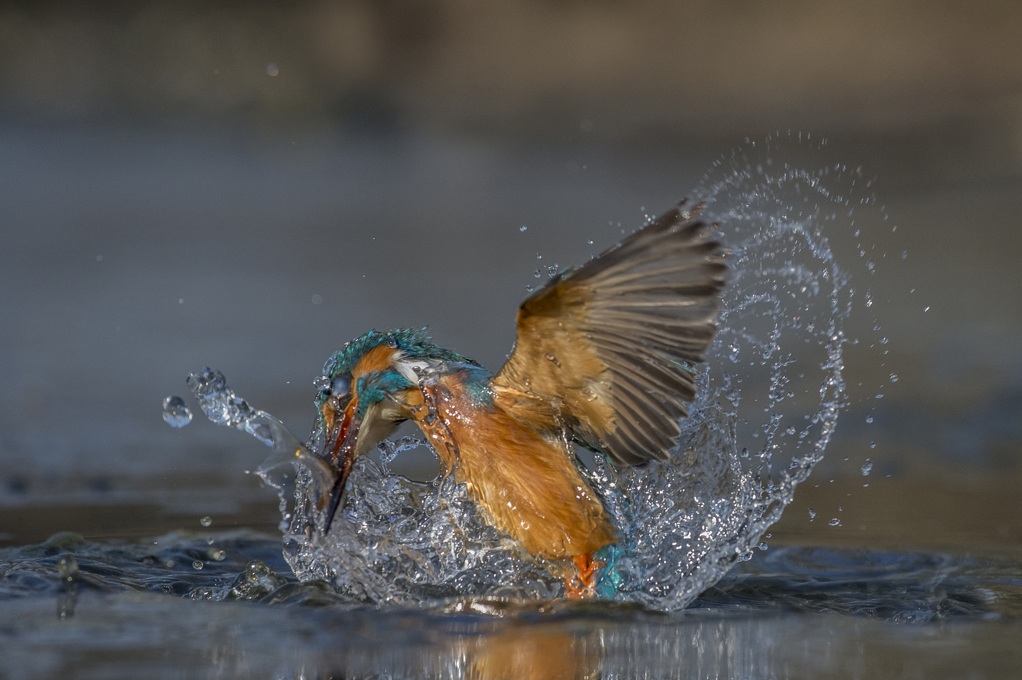 Nikon AF-S Nikkor 70-200mm F4G ED VR sample photo. Water games photography
