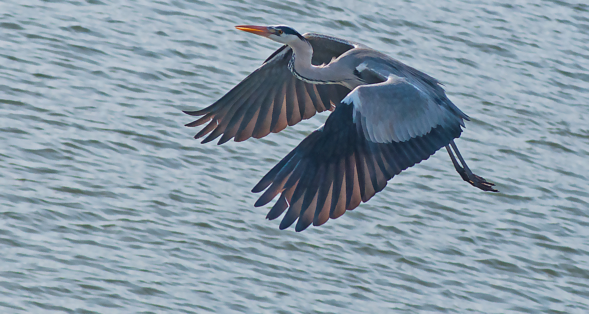 AF Zoom-Nikkor 75-240mm f/4.5-5.6D sample photo. Grey heron photography