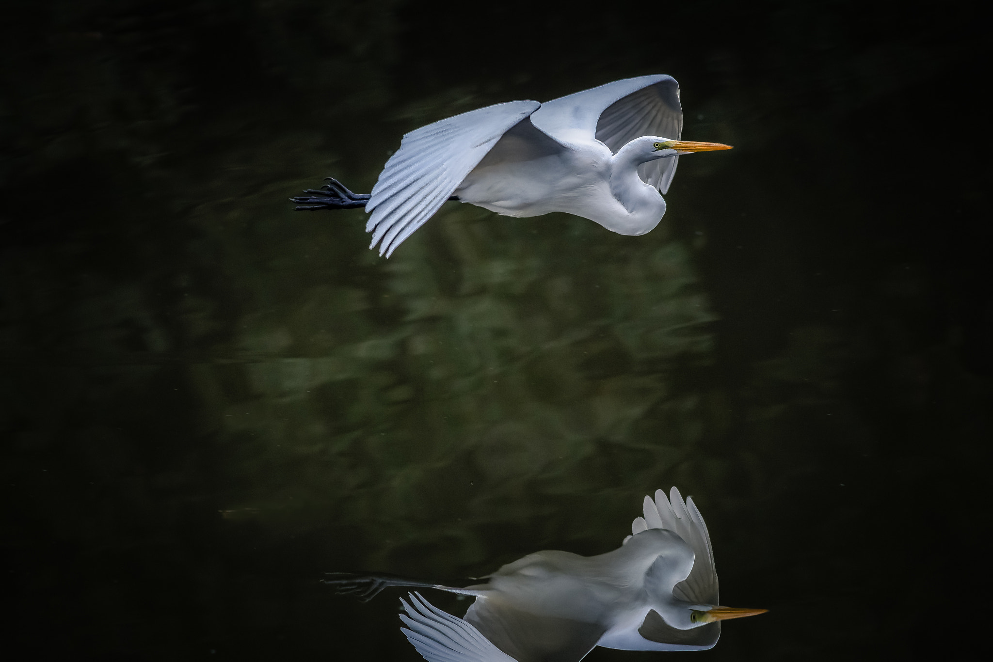 Canon EOS-1D Mark IV + Canon EF 400mm F5.6L USM sample photo. Egret true reflection photography