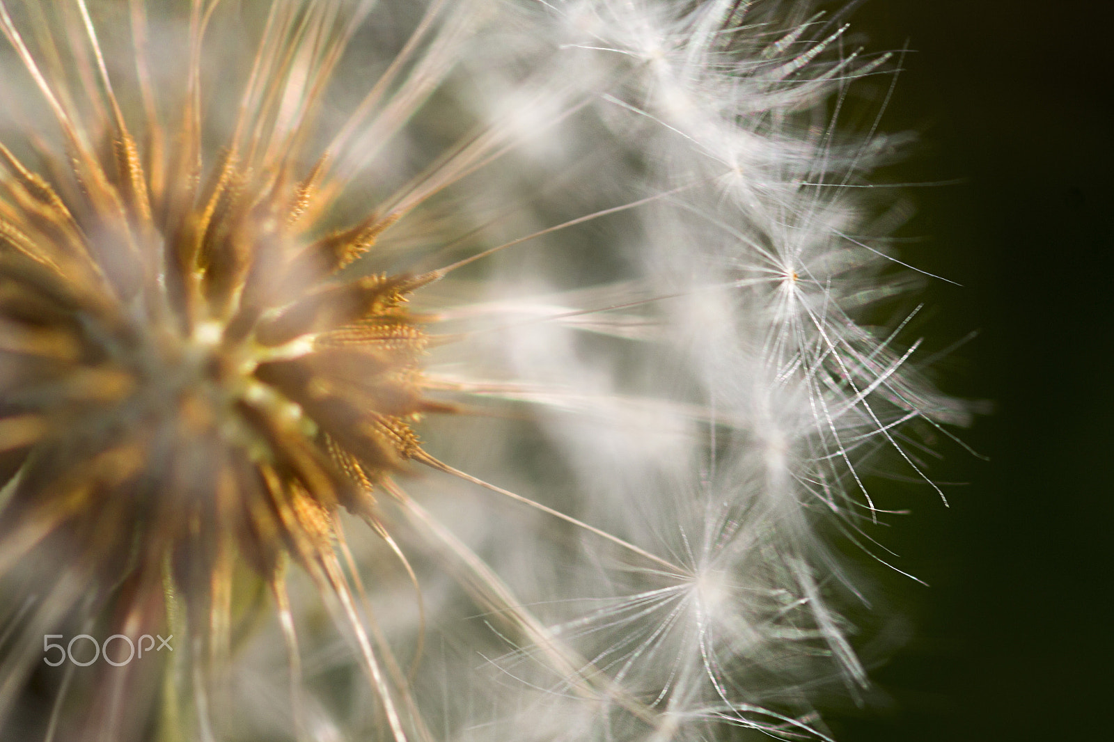 Canon EF 100mm F2.8 Macro USM sample photo. Dandelion in back light photography