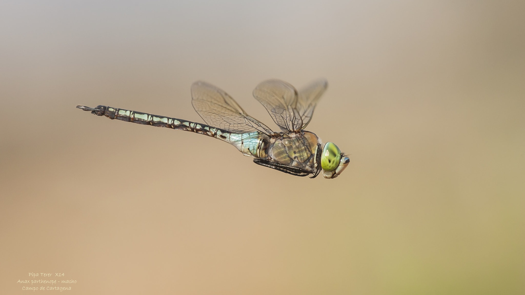 Canon EOS-1D Mark II sample photo. Anax parthenope photography